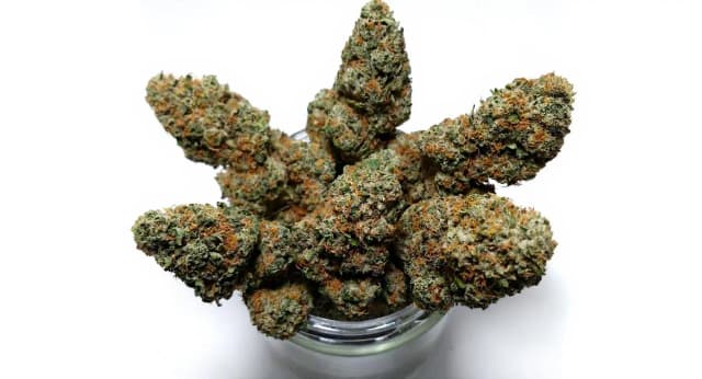 Acapulco Gold Strain Effects Benefits THC Grow & FAQs