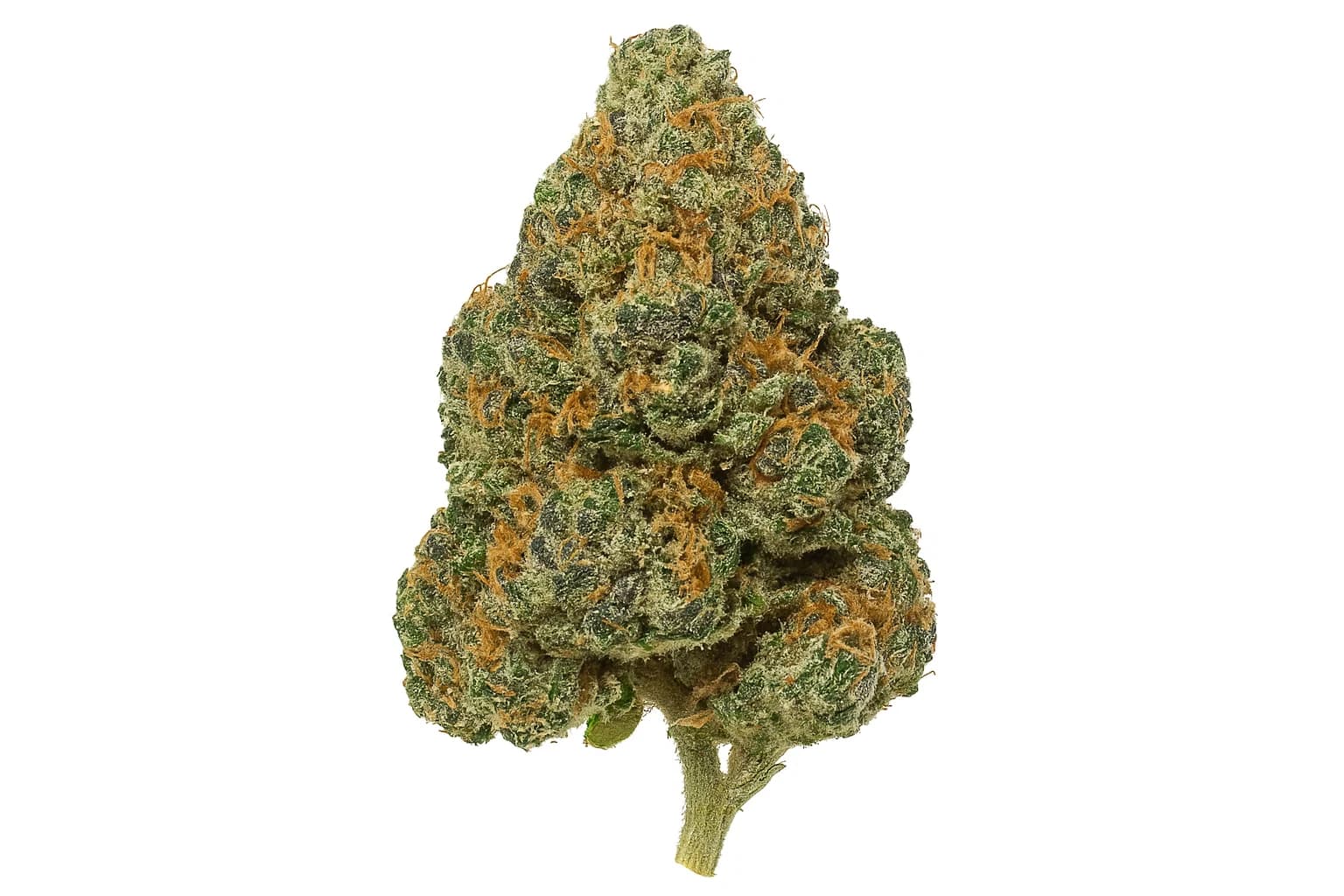 Apple Jax