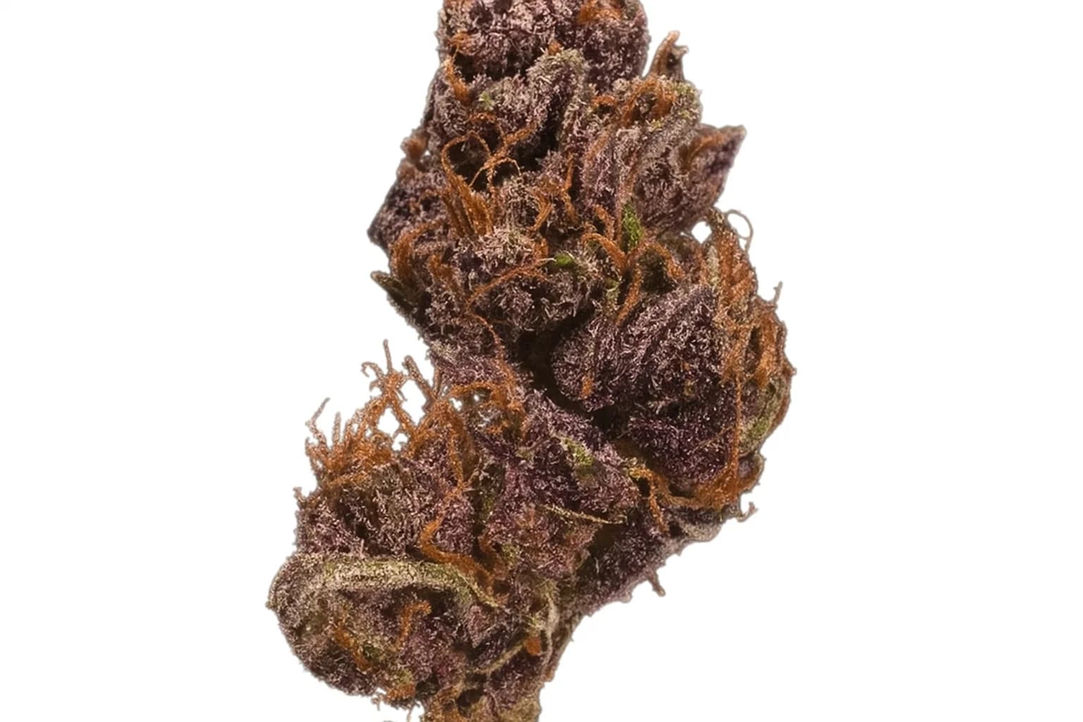 Black Domina