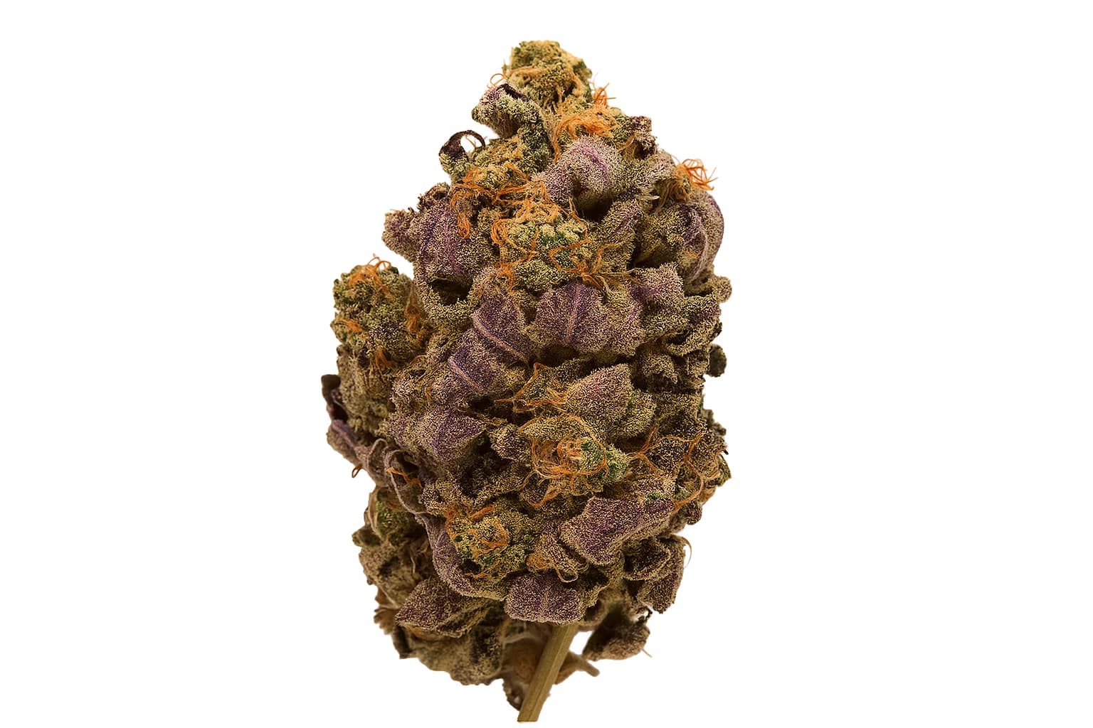 Blue Widow