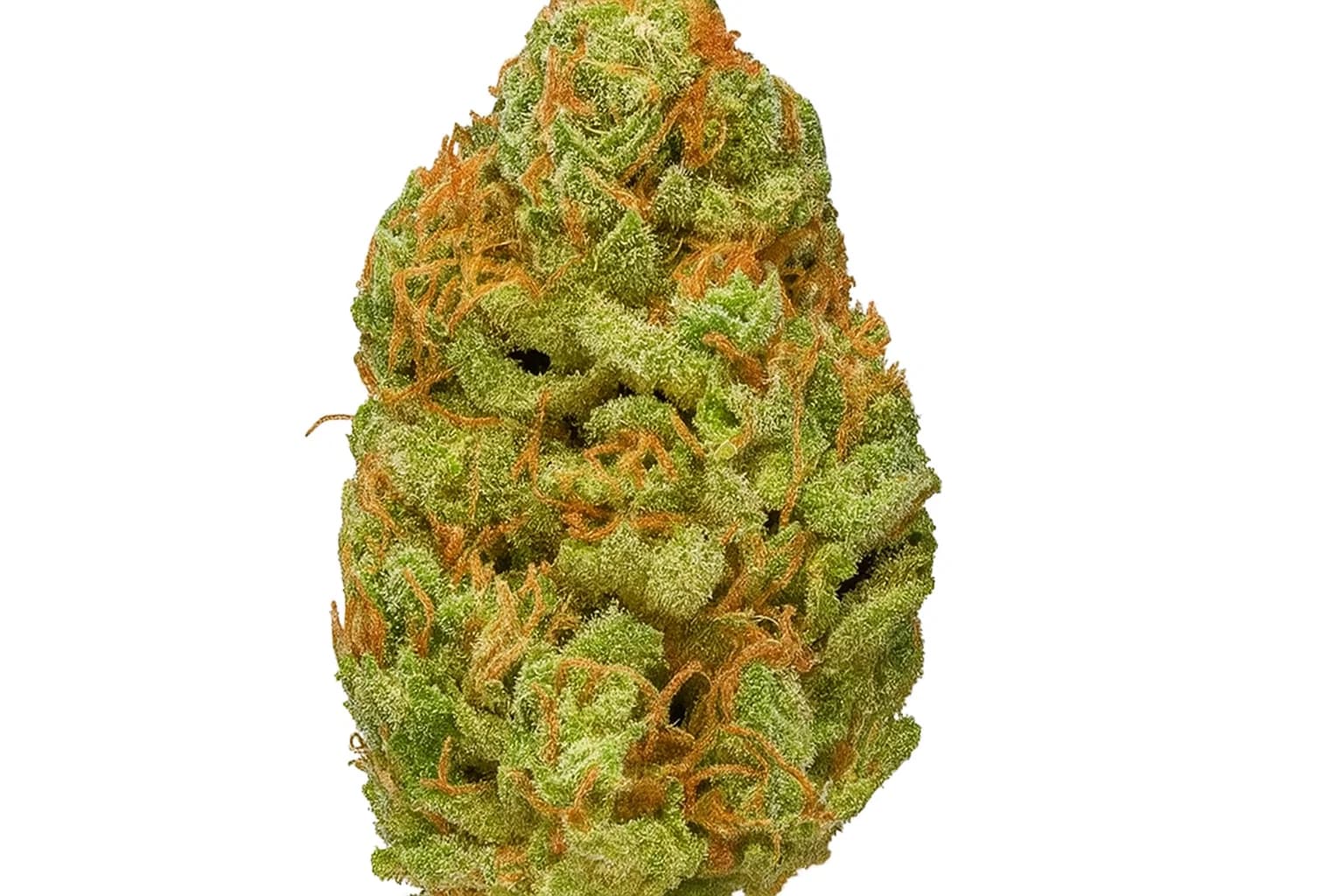 Bubble Gum