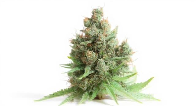 Cheese Strain Effects Benefits THC Grow & FAQs