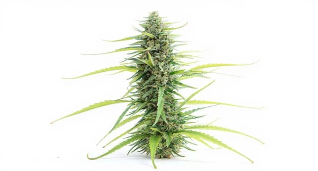 Colombian Gold Strain Effects Benefits THC Grow & FAQs