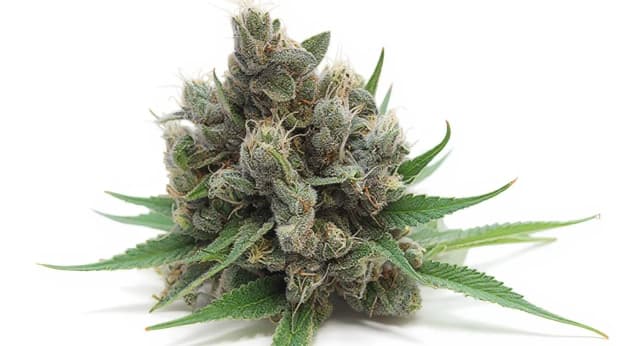 Ghost Train Haze Strain Effects Benefits THC Grow & FAQs