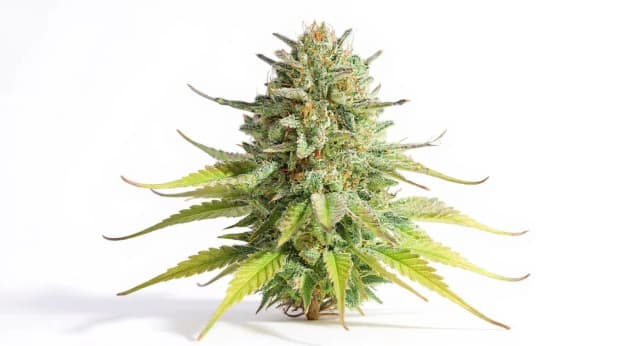 Gorilla Glue Strain Effects Benefits THC Grow & FAQs