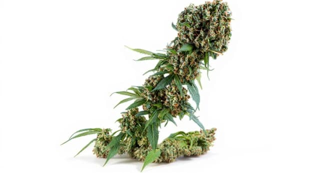 Granddaddy Purple Strain Effects Benefits THC Grow & FAQs