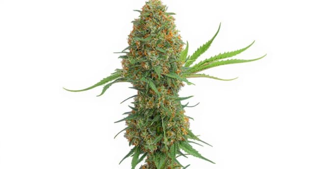 Hindu Kush Strain Effects Benefits THC Grow & FAQs