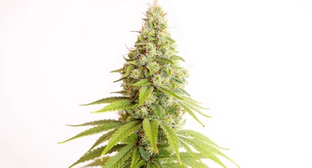 Lemon OG Strain Effects Benefits THC Grow & FAQs