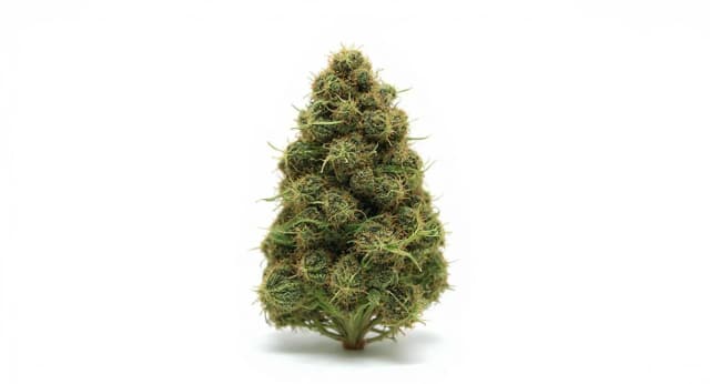 Mai Tai Strain Effects Benefits THC Grow & FAQs