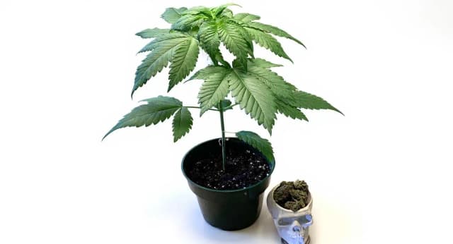 Northern Lights Strain Effects Benefits THC Grow & FAQs