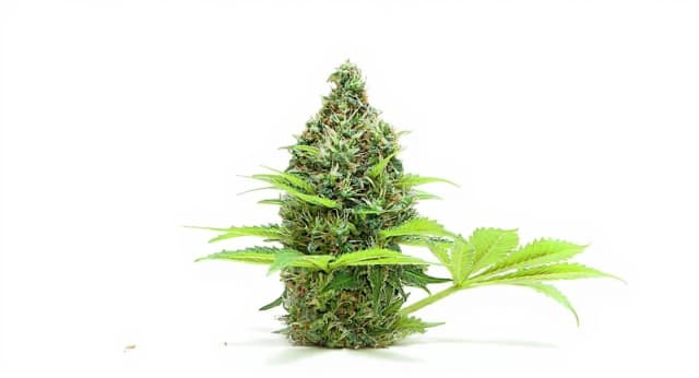 Sherbet Strain Effects Benefits THC Grow & FAQs