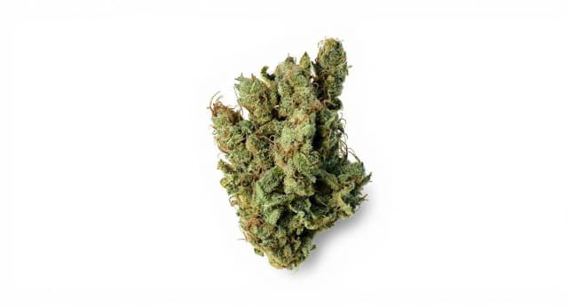 Silver Haze Strain Effects Benefits THC Grow & FAQs