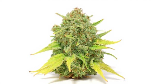 Skittlz Strain Effects Benefits THC Grow & FAQs