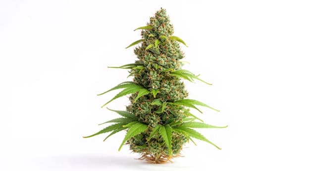 Sour Diesel Strain Effects Benefits THC Grow & FAQs