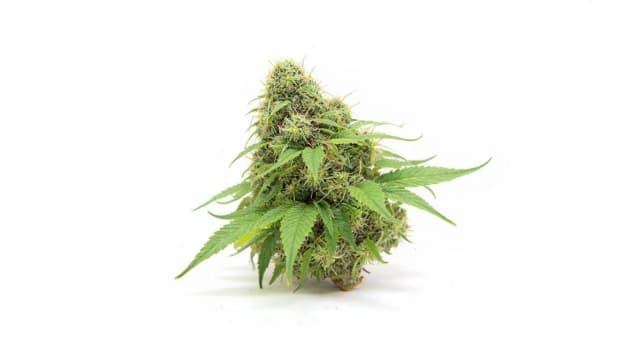 Sunset Sherbet Strain Effects Benefits THC Grow & FAQs