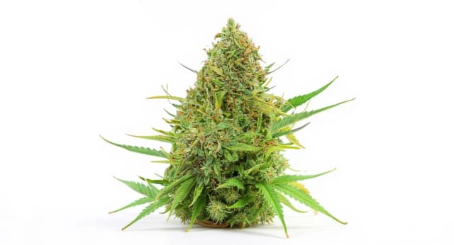 Trainwreck Strain Effects Benefits THC Grow & FAQs