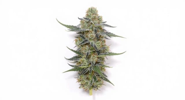 Unicorn Poop Strain Effects Benefits THC Grow & FAQs