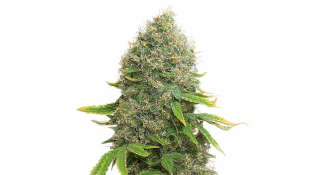 White Widow Strain Effects Benefits THC Grow & FAQs